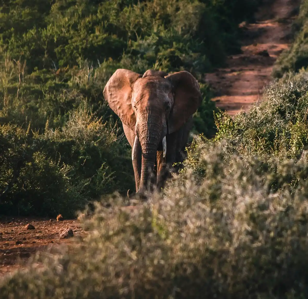 Guided Addo safaris